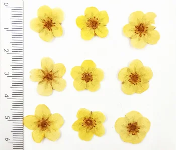 60 бр. монолитен борда Сушени цветя корона Rosa multiflora за производство на бижута от епоксидна смола Bookmark Калъф за телефон Грим за лице Нийл-арт DIY